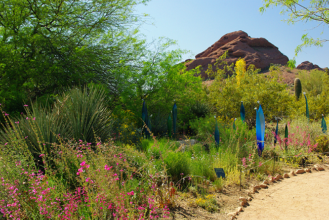 Desert Botanical Garden Phoenix