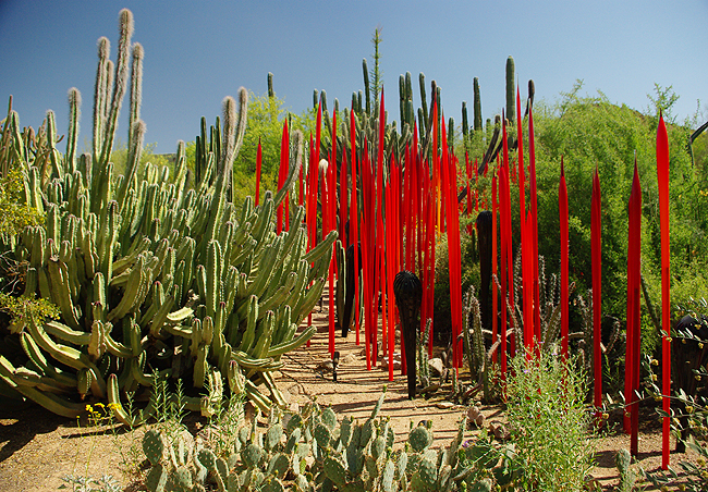 Desert Botanical Garden Phoenix